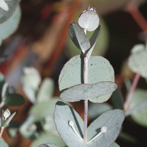 Patio Eucalyptus Tree | Eucalyptus gunnii 'Azura'® Ornamental Trees