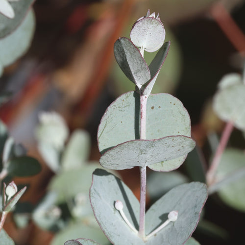 Patio Eucalyptus Tree | Eucalyptus gunnii 'Azura'® Ornamental Trees