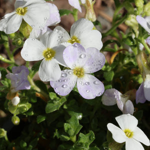 Aubrieta 'Florado White' Perennial Bedding