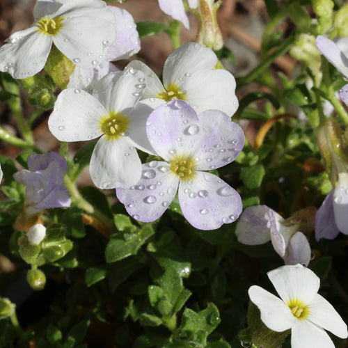 Aubrieta 'Florado White' Perennial Bedding