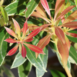Pieris 'Flaming Silver' Shrubs