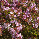 Abelia 'Edward Goucher' Shrubs