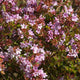 Abelia 'Edward Goucher' Shrubs