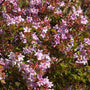 Abelia 'Edward Goucher' Shrubs