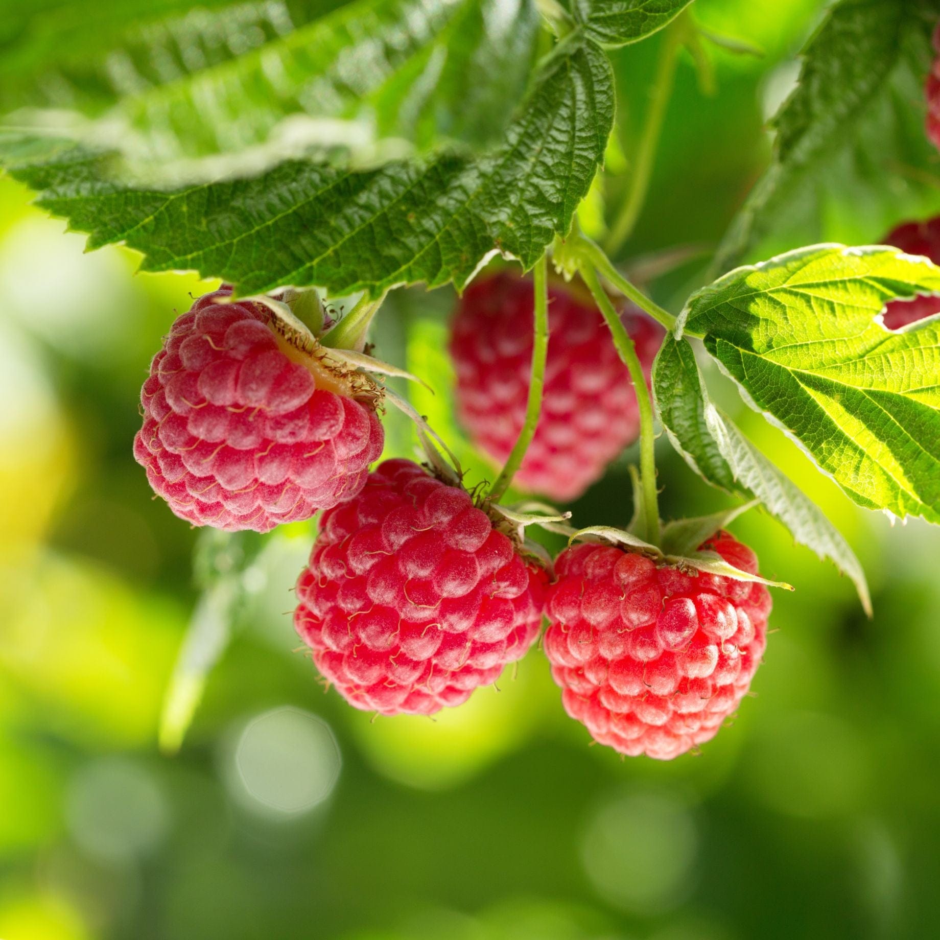 Traditional Raspberry 'Heritage' Raspberry Plant – Roots Plants