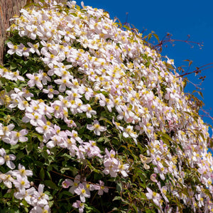 Ultimate Fragrant Climbing Plants Collection Climbing Plants