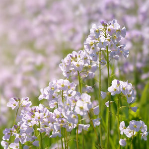 Cuckoo Flower | Cardamine pratensis Pond Plants