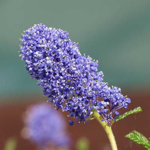 Ceanothus 'Concha' Climbing Plants