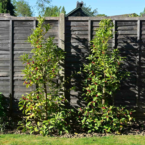 Holly 'Alaska' | Ilex aquifolium Shrubs