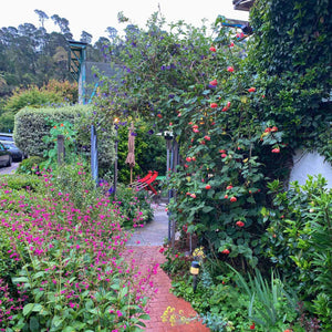 Trailing Abutilon | Abutilon megapotamicum Climbing Plants