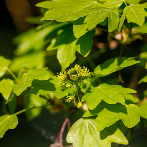 Field Maple Tree | Acer campestre Ornamental Trees