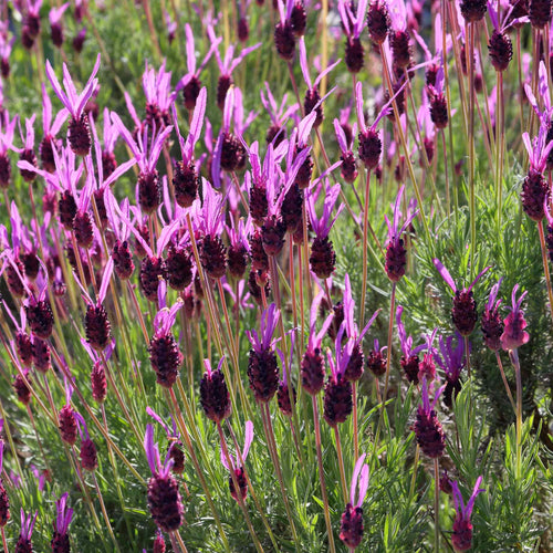 French Lavender 'Papillon' | Lavandula stoechas Perennial Bedding