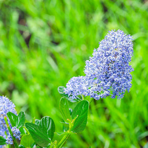 Ceanothus 'Skylark' Shrubs