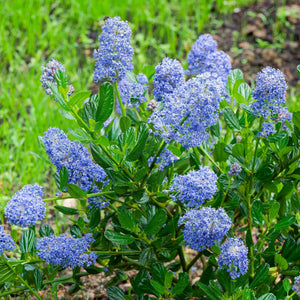 Ceanothus 'Skylark' Shrubs