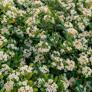 Japanese Cheesewood | Pittosporum tobira Shrubs