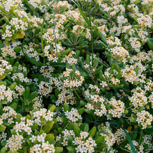 Japanese Cheesewood | Pittosporum tobira Shrubs