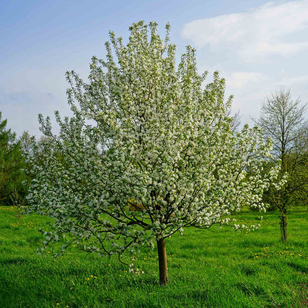 'Pink Glow' Crabapple Tree Ornamental Trees