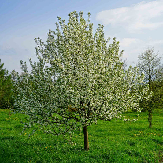 'Pink Glow' Crabapple Tree Ornamental Trees
