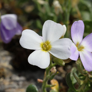 Aubrieta 'Florado White' Perennial Bedding