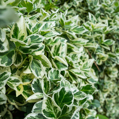 Euonymus fortunei 'Emerald Gaiety' Shrubs