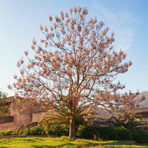 Foxglove Tree | Paulownia tomentosa Ornamental Trees