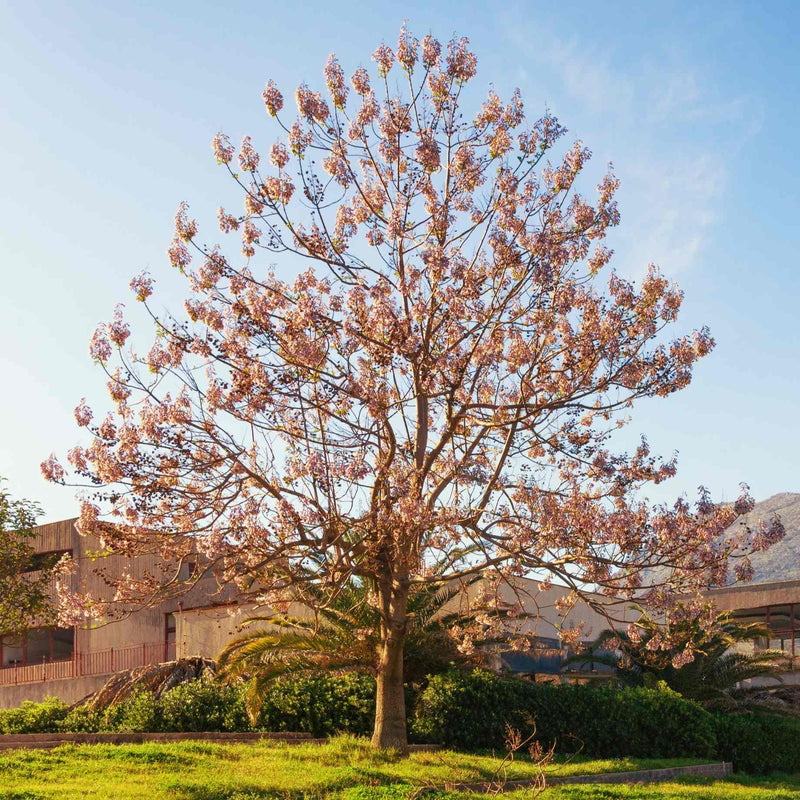 Foxglove Tree | Paulownia tomentosa Ornamental Trees