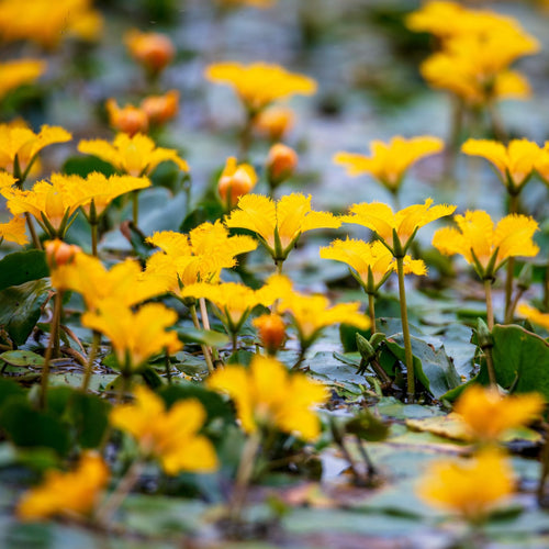 Yellow Floating Heart | Nymphoides peltata Pond Plants