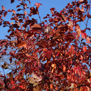 'Scarlett' Crabapple Tree Ornamental Trees