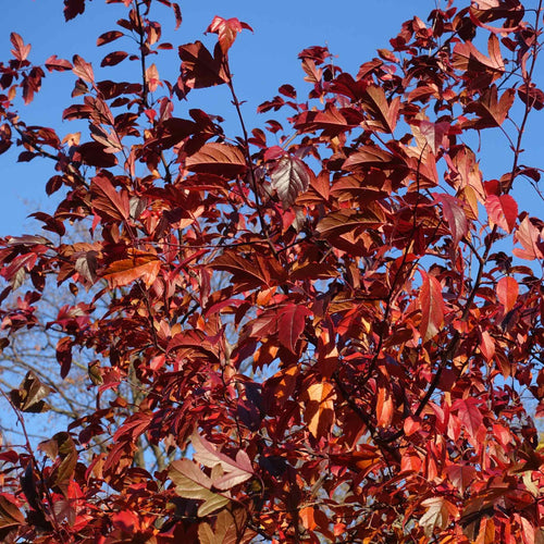 'Scarlett' Crabapple Tree Ornamental Trees