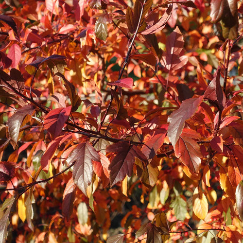 'Scarlett' Crabapple Tree Ornamental Trees