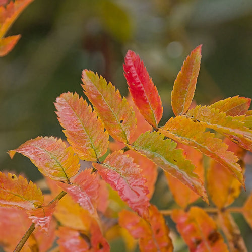 Columnar Rowan Tree | Sorbus x thuringiaca 'Fastigiata' Ornamental Trees