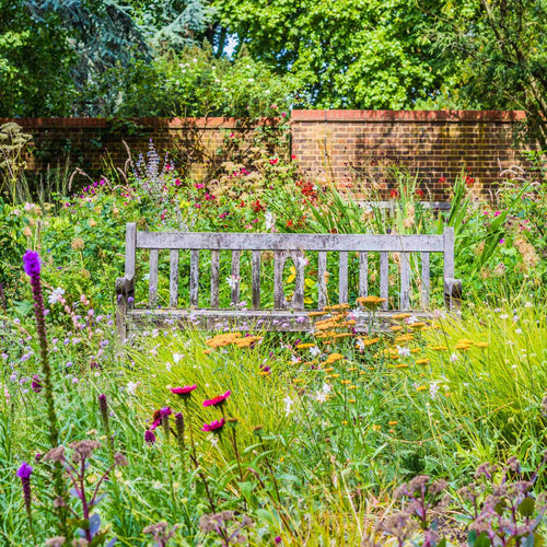Wildflower Meadow Seed with Empathy Rootgrow™ Perennial Bedding