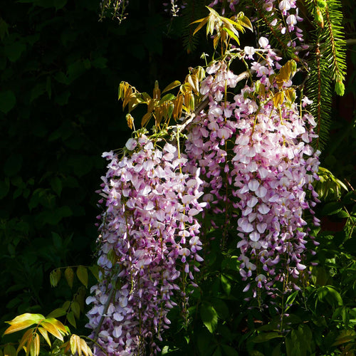 Wisteria floribunda 'Lipstick' Climbing Plants