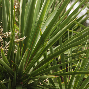 Cordyline australis | New Zealand Palm Shrubs