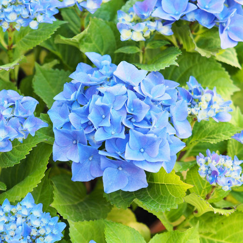 Hydrangea macrophylla 'Nikko Blue' Shrubs