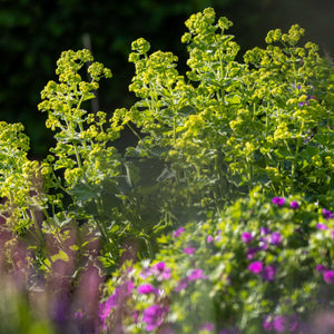 Lady's Mantle | Alchemilla mollis Perennial Bedding