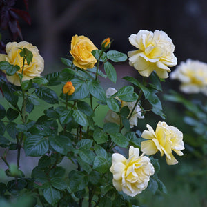 'Arthur Bell' Bush Rose Shrubs