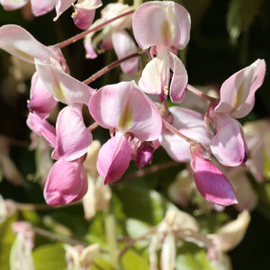 Silky Wisteria | Wisteria brachybotrys 'Showa-beni' Climbing Plants