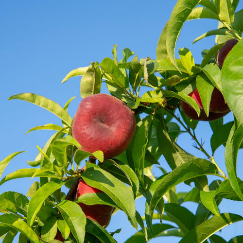 'Flat' Nectarine Tree Fruit Trees