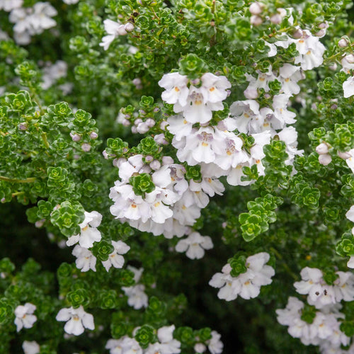Patio Alpine Mint Tree | Prostanthera cuneata Shrubs