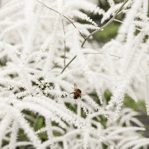 Astilbe White Pond Plants
