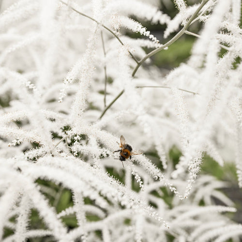 Astilbe White Pond Plants