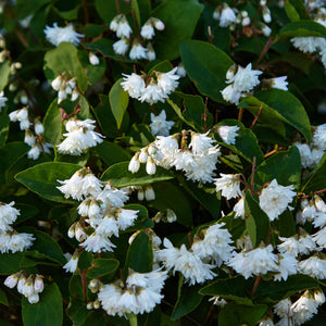 Deutzia 'Plena' Shrubs
