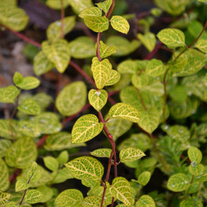 Variegated Japanese Honeysuckle | Lonicera japonica 'Aureoreticulata' Climbing Plants