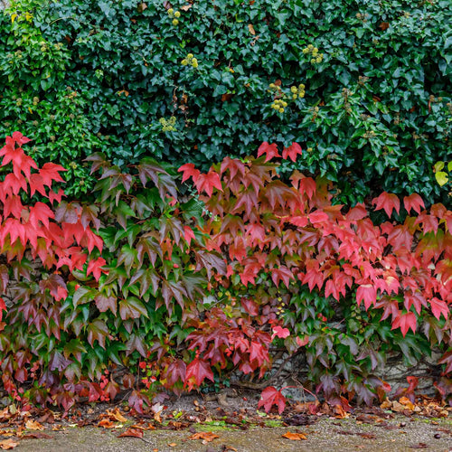 Shade-Loving Climbers Collection | Best Climbing Plants for Shade Climbing Plants