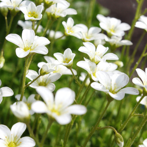 Saxifraga 'White Carpet' Perennial Bedding