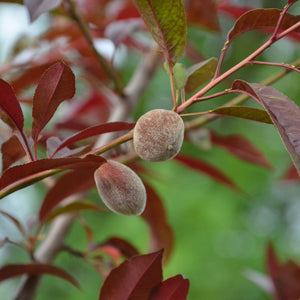 Patio Peach Tree | Prunus persica 'Crimson Bonfire' Trained Fruit Trees