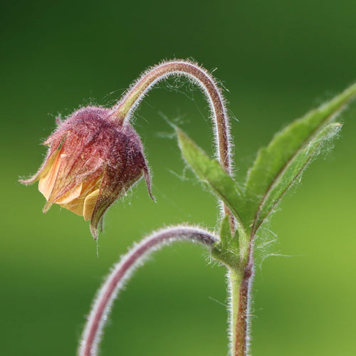 Water Avens | Geum rivale Pond Plants