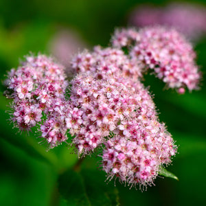 Spiraea japonica 'Little Princess' Shrubs