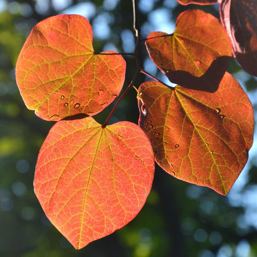 Eastern Redbud Tree | Cercis canadensis Ornamental Trees